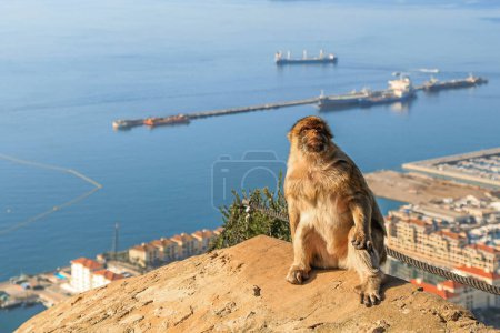 Ein Affenmagot sitzt da und blickt nach oben. Straße von Gibraltar, Vereinigtes Königreich. 