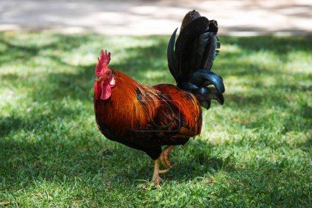 The rooster with the bright plumage walks the grass in the park. The rooster Maran is walking.