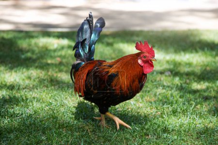 The rooster of the Maran is walking on the green grass.