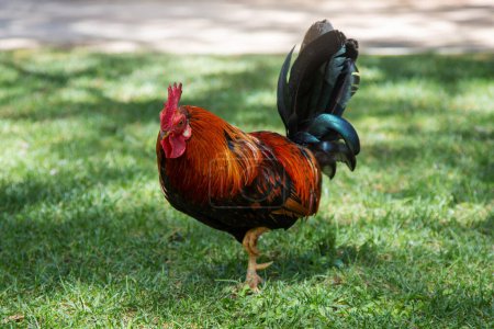 A beautiful cock with bright plumage walks on the green grass in the park.