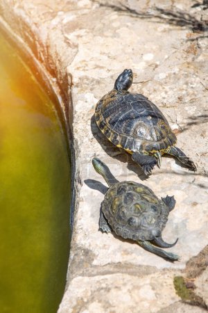 Zwei Schildkröten krabbeln am Rande eines künstlichen Teichs im Park. Vertikales Bild.