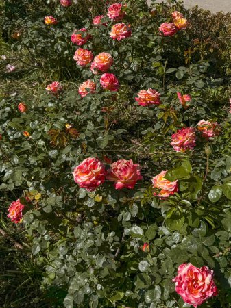Blooming beautiful pink roses bush in the garden. Spring and flowering time. Park El Retiro, Madrid, Spain.