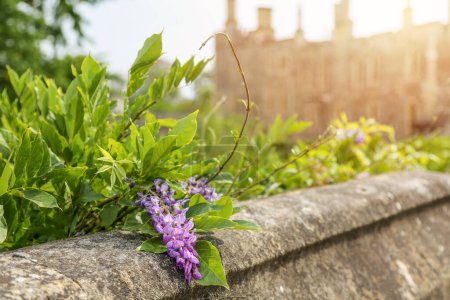 Wisteria bushes in full bloom, their flowers set against the backdrop of the medieval Windsor Castle.
