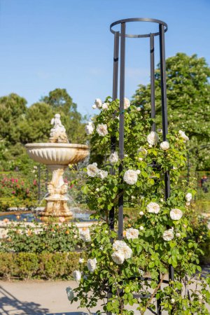 A blooming rose adorned with beautiful white buds envelops the metal structure, set against a sunlit green garden with an ancient fountain.  Park El Retiro, Madrid. Spain.