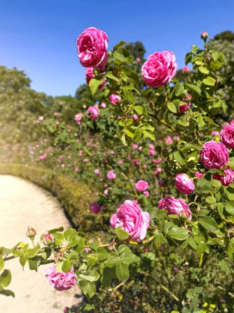 A rosebush in full bloom, showcasing rosette buds of vivid fuchsia against the backdrop of a blossoming garden. Vertical image.