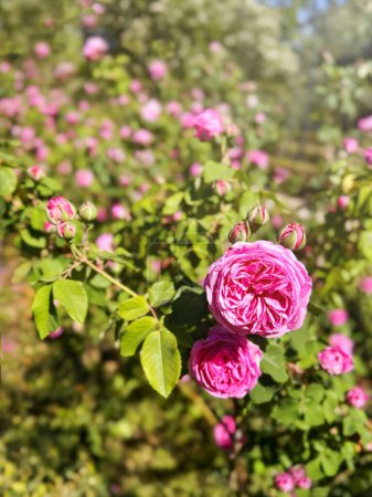 Close-up of the buds of the blooming baronesse rose in the spring garden in blurry focus. Vertical image.
