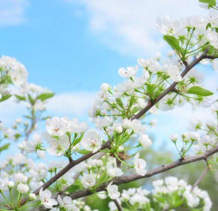 Téléchargez les photos : Beautiful branches of blossoming cherries on the background of the blue sky. Beautiful abstract spring background. Copy space - en image libre de droit