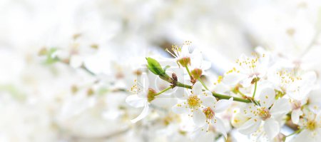 Téléchargez les photos : De belles branches de cerises en fleurs. Beau fond abstrait de printemps. Bannière - en image libre de droit