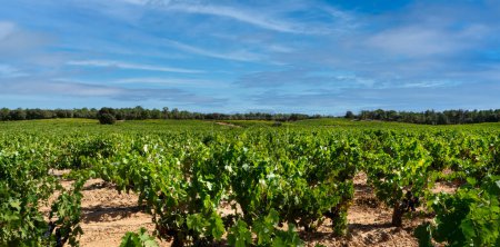 Vineyard field with blue sky and white clouds in the region of Ribera del Duero In Castilla.