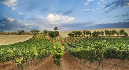 Téléchargez les photos : Domaine viticole avec ciel bleu et nuages blancs dans la région de Ribera del Duero en Castille. - en image libre de droit