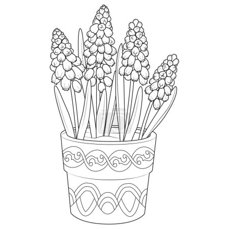 Téléchargez les illustrations : Muscari in a pot outline icons. Black and white Muscari. Coloring page for kids and adults. Vector illustration - en licence libre de droit