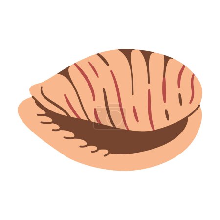 Illustration for Hand drawn Tiger Cowrie Seashell. Cartoon style flat illustration seashell isolated on white background. Vector illustration - Royalty Free Image