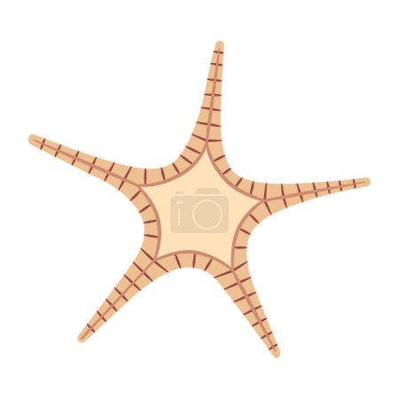 Dried starfish. Double Star Starfish icon flat style. Sea animal cartoon style. Echinoderm. Underwater Marine icon Isolated on white background. Summer vector illustration