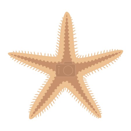 Dried starfish. Starfish icon flat style. Sea animal cartoon style. Echinoderm. Underwater Marine icon Isolated on white background. Summer vector illustration