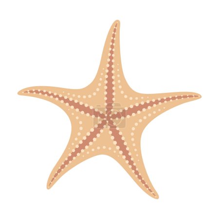 Estrella de mar seca. Icono estrella de mar de estilo plano. Estilo de dibujos animados de animales marinos. Equinodermo. Icono marino submarino Aislado sobre fondo blanco. Ilustración vectorial verano