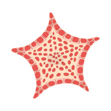 Starfish flat style. Biscuit Star Starfish icon. Sea animal cartoon style. Echinoderm. Underwater Marine icon Isolated on white background. Summer vector illustration