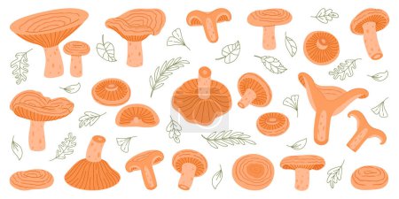 Saffron milk cap mushroom set. Edible forest mushrooms flat icon. Hand Drawn delicious milk cap Trendy flat style. Fungus Group Engraved. Red pine mushroom Isolated on white. Vector illustration