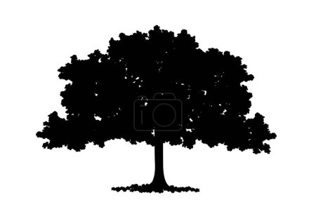 Foto de Ilustración vectorial de una silueta de exuberante árbol de flores, en color negro, aislado, sobre fondo blanco. - Imagen libre de derechos