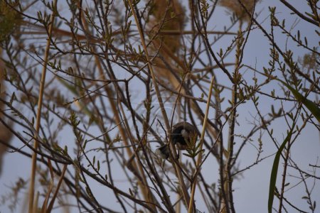 Foto de Bulbul de orejas blancas Pycnonotus leucotis, un pájaro posado sobre un bastón en la reserva de Al Azrak en Jordania y cantando un canto de apareamiento para atraer a un compañero y construir un nido. especies asentadas y atracción turística
. - Imagen libre de derechos