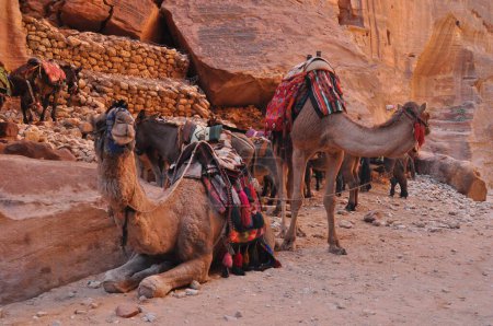 Téléchargez les photos : Dromadaire chameau dans l'ancienne ville de Nabe Petra. Attraction touristique et transport pour les visiteurs. Un navire du désert, voyageant en caravanes
. - en image libre de droit