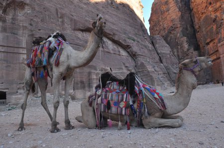 Téléchargez les photos : Dromadaire chameau dans l'ancienne ville de Nabe Petra. Attraction touristique et transport pour les visiteurs. Un navire du désert, voyageant en caravanes
. - en image libre de droit