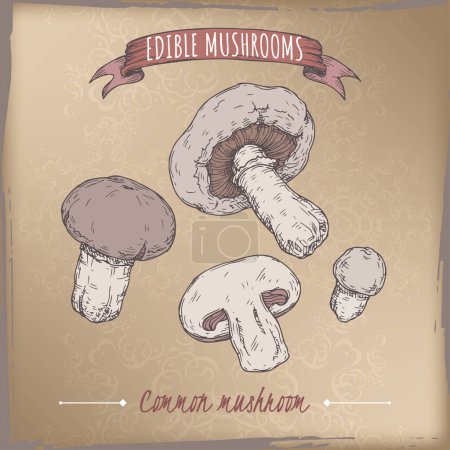 Illustration for Agaricus bisporus aka common mushroom color sketch on vintage background. Edible mushrooms series. Great for cooking, traditional medicine, gardening. - Royalty Free Image