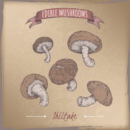 Illustration for Lentinula edodes aka shiitake color sketch on vintage background. Edible mushrooms series. Great for cooking, traditional medicine, gardening. - Royalty Free Image