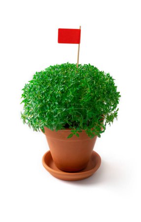 Sweet basil - Manjerico plant with red flag isolate on white. Traditional Summer festival in June San Juan, Portugal