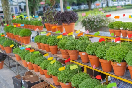 Lot of Manjerico plants with flags in a pots on the market stall. Plant for Traditional Summer festival in June San Juan, Portugal