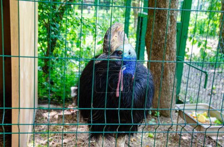 Photo for Beautiful Cassowary (kasuari) in a cage of a zoo, an endemic animal from Papua Indonesia close up - Royalty Free Image