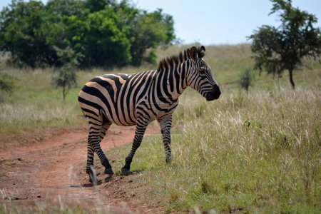 Photo for Burchells zebra (Equus quagga) in Akagera National Park, a nature reserve, in eastern Rwanda, East Africa - Royalty Free Image