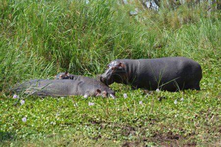 Photo for Hippos (Hippopotamus Amphibius) at Lake Ihema in Akagera National Park, Rwanda, East Africa - Royalty Free Image