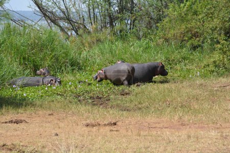 Photo for Hippos (Hippopotamus Amphibius) at Lake Ihema in Akagera National Park, Rwanda, East Africa - Royalty Free Image