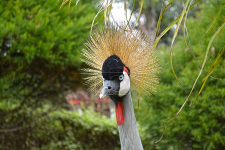 Photo for South Africa Crowned Crane (Balearica regulorum) - photographed at Lake Muhazi in Rwanda, Africa, east of the capital Kigali - Royalty Free Image