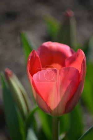 Tulpenblumen - verschiedene Arrangements und Farben