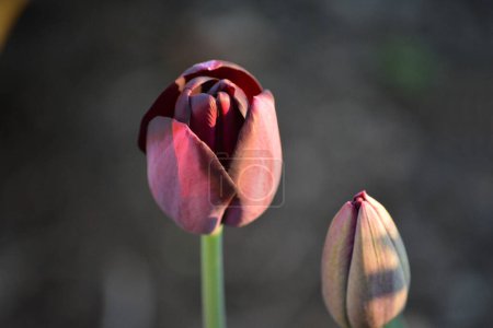 Tulpenblumen - verschiedene Arrangements und Farben