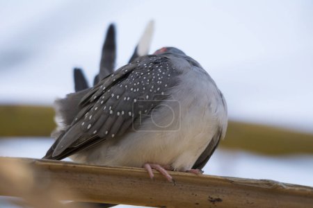 Photo for Red diamond dove sitting alone - Royalty Free Image