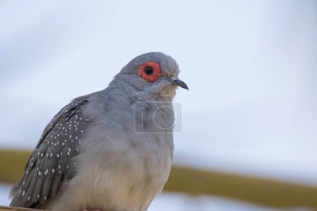 Photo for Red diamond dove sitting alone, close up shot - Royalty Free Image