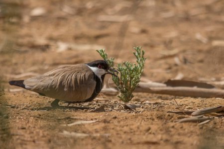 Photo for Spur winged lapwing at Jeddah - Royalty Free Image