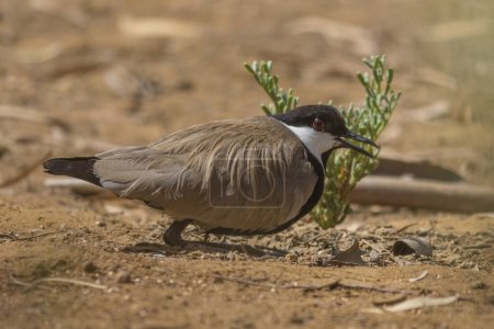 Photo for Spur winged lapwing at Jeddah - Royalty Free Image