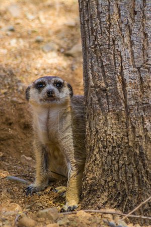 Photo for Meerkat sitting  behind a tree - Royalty Free Image