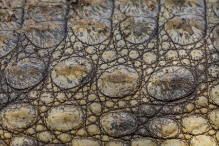 Téléchargez les photos : Crocodile corps texture image - en image libre de droit