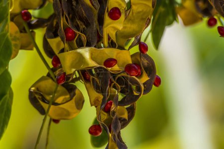 Téléchargez les photos : Adenanthera pavonina graines sur l'arbre - en image libre de droit