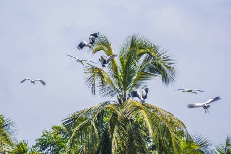Photo for Asian openbills on coconut tree at Kerala, South India - Royalty Free Image
