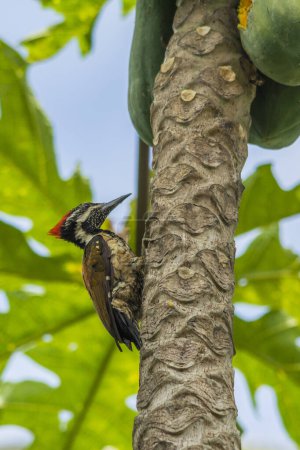 Photo for Black rumped flameback woodpecker - Royalty Free Image