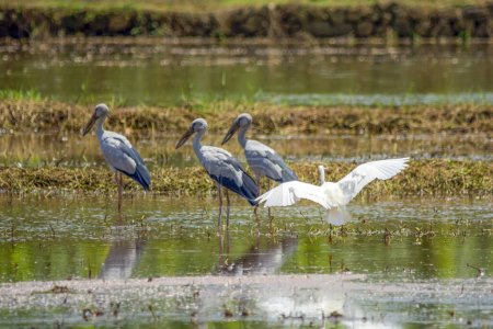 Photo for Asian openbills in paddy field at Kerala, South India - Royalty Free Image