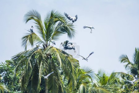 Foto de Aperturas asiáticas en cocoteros en Kerala, India del Sur - Imagen libre de derechos