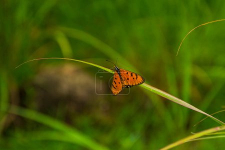 Tawny coster butterfly image