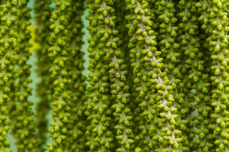Photo for Caryota urens Flowering bunches - Royalty Free Image