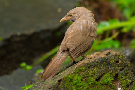 Yellow billed babbler single on the rock
